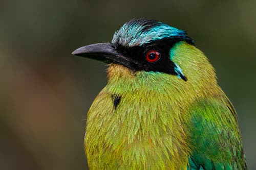 Andean Motmot