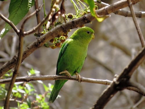 Andean Parakeet