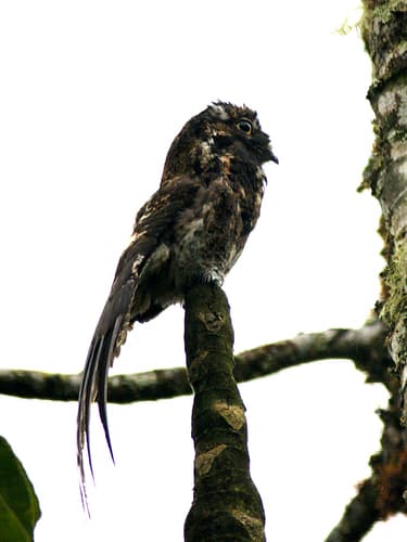 Andean Potoo