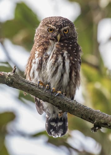 Andean Pygmy-Owl