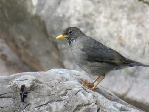 Andean Slaty Thrush