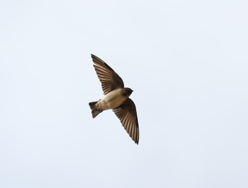 Andean Swallow