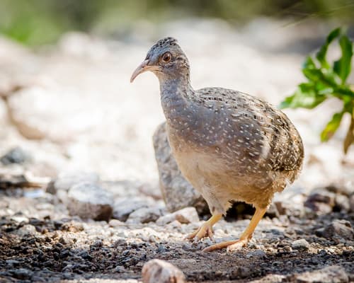 Andean Tinamou