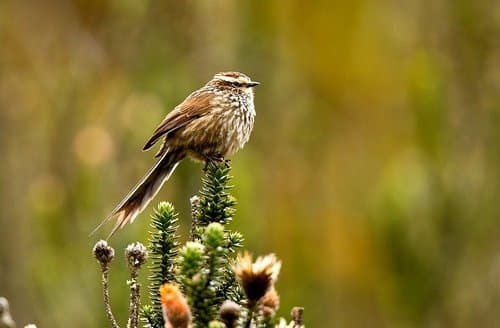 Andean Tit-Spinetail