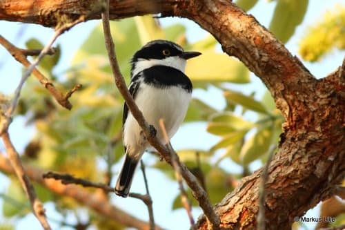 Angola Batis