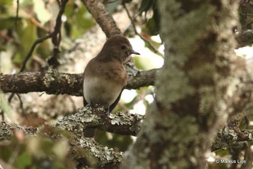 Angola Slaty-Flycatcher