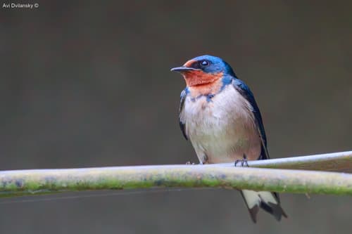 Angola Swallow