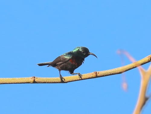 Anjouan Sunbird