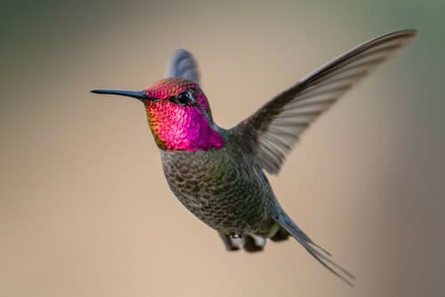 Anna's Hummingbird
