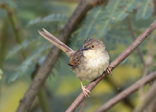 Annam Prinia