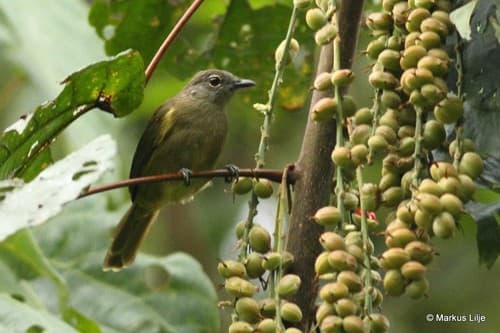 Ansorge's Greenbul