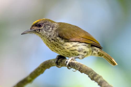 Antillean Piculet