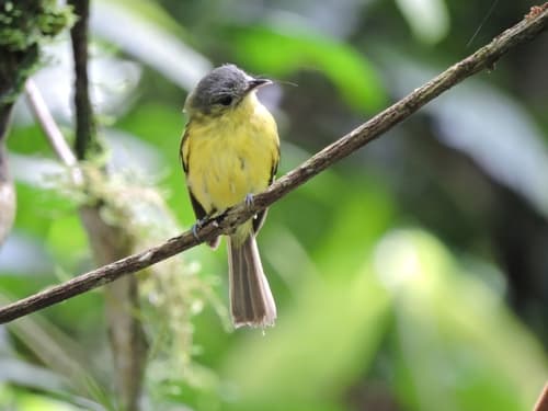 Antioquia Bristle-Tyrant