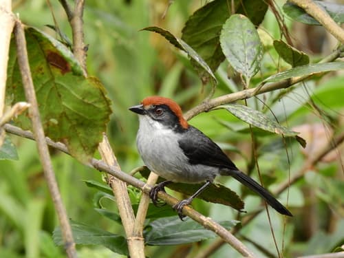 Antioquia Brushfinch