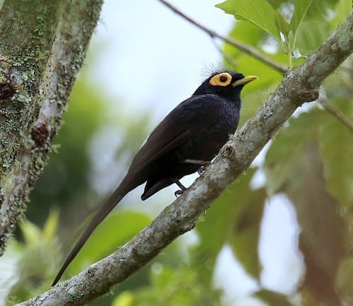 Apo Myna