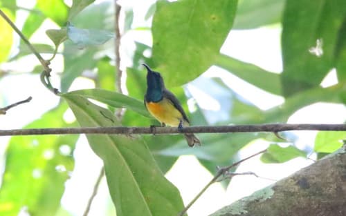 Apricot-breasted Sunbird