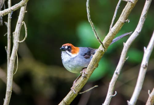 Apurímac Brushfinch