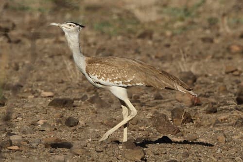 Arabian Bustard