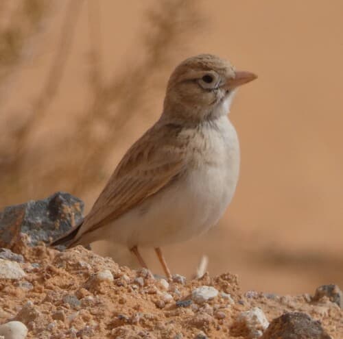 Arabian Lark