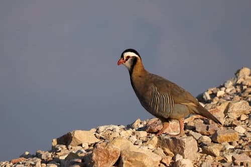 Arabian Partridge