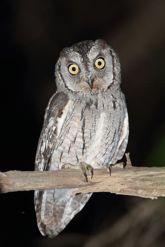 Arabian Scops-Owl