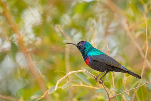 Arabian Sunbird