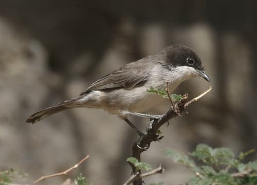 Arabian Warbler