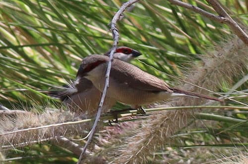 Arabian Waxbill