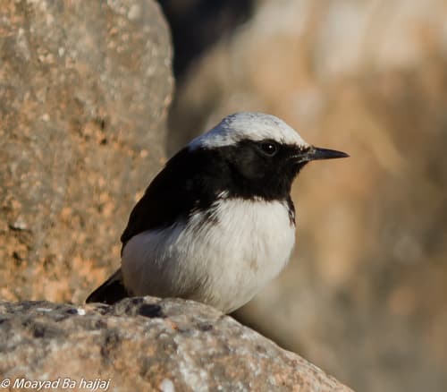 Arabian Wheatear