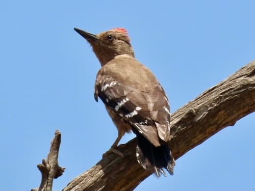 Arabian Woodpecker