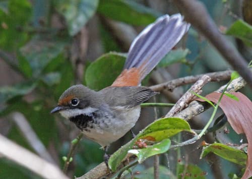 Arafura Fantail