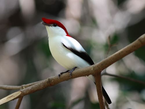 Araripe Manakin