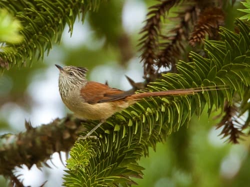 Araucaria Tit-Spinetail