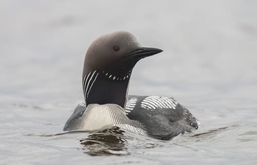 Arctic Loon