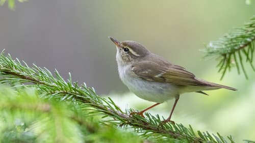 Arctic Warbler
