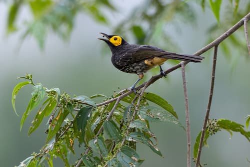 Arfak Honeyeater
