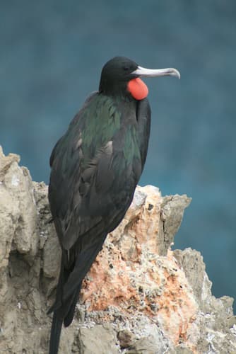 Ascension Frigatebird