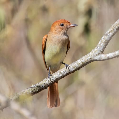 Ash-throated Casiornis