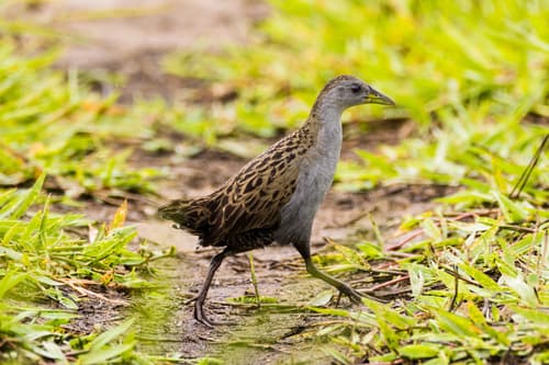 Ash-throated Crake