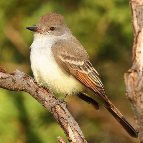 Ash-throated Flycatcher