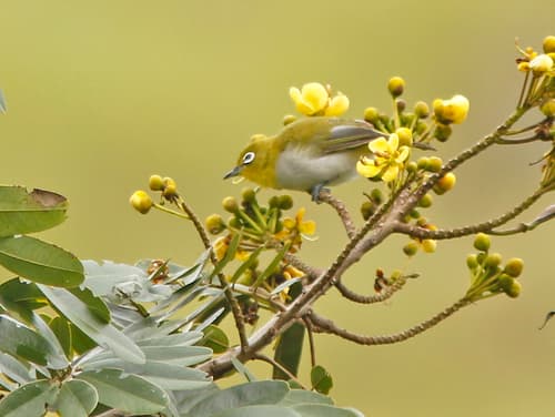 Ashy-bellied White-eye
