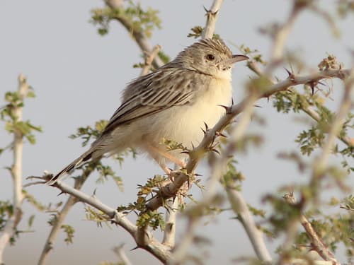 Ashy Cisticola