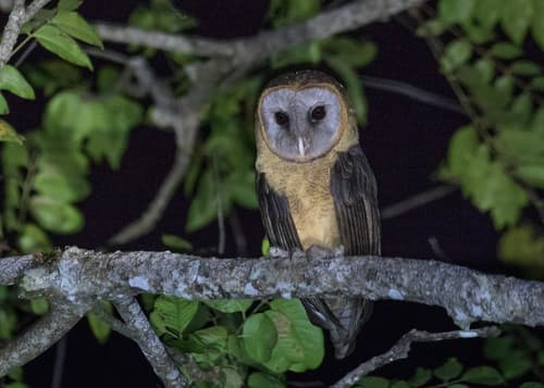Ashy-faced Owl