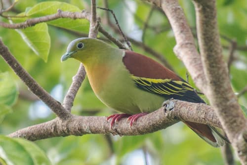 Ashy-headed Green-Pigeon