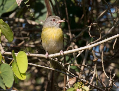 Ashy-headed Greenlet