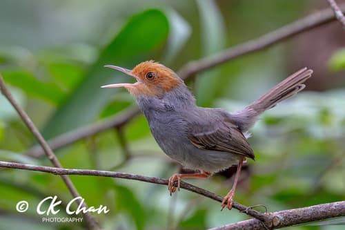 Ashy Tailorbird