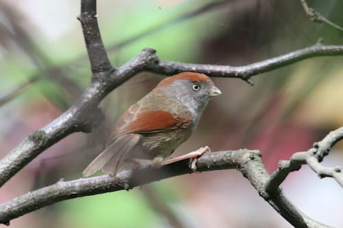 Ashy-throated Parrotbill