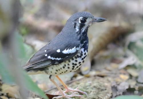 Ashy Thrush