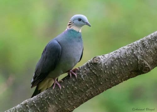Ashy Wood-Pigeon