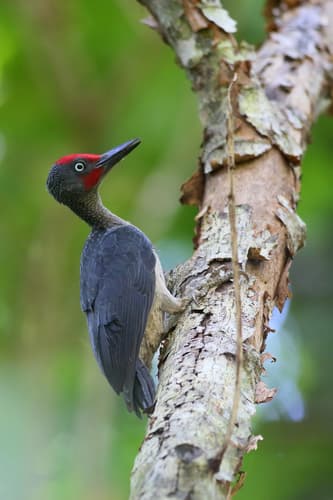 Ashy Woodpecker